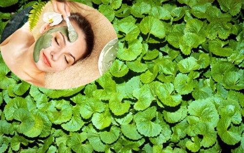 Hướng Dẫn Cách Dùng Rau Má Điều Trị Sẹo Lồi