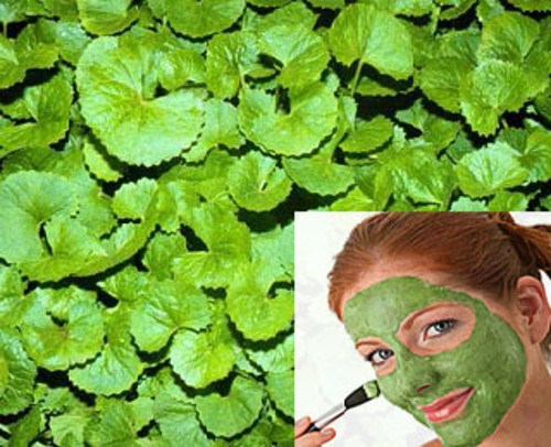 Cách Làm Mờ Sẹo Lồi Từ Rau Má