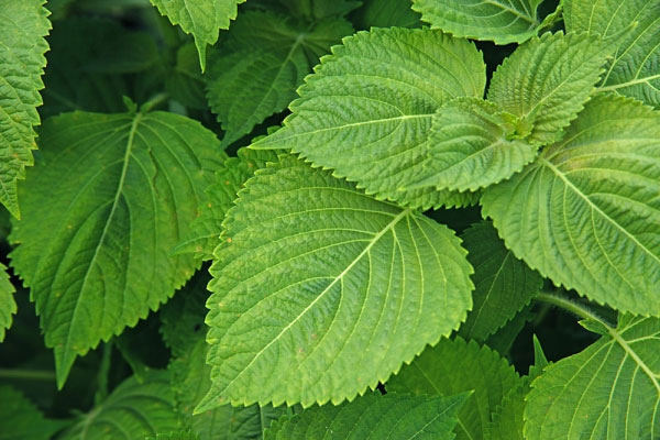 Cách Trị Tàn Nhang Đơn Giản Với Rau Tía Tô