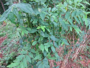 CÁCH CHỮA TÀN NHANG TỰ NHIÊN