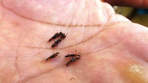 DỊCH KIẾN BA KHOANG ĐANG QUAY TRỞ LẠI…!!!