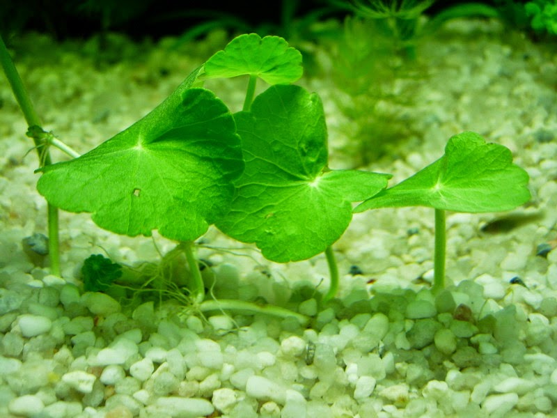 Cách Trị Sẹo Rỗ Từ Tự Nhiên An Toàn Hiệu Quả