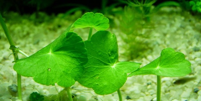 Cách Trị Sẹo Rỗ Từ Tự Nhiên An Toàn Hiệu Quả