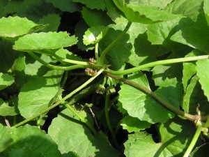 BÍ QUYẾT TRỊ SẸO LỒI DO MỤN TRỨNG CÁ