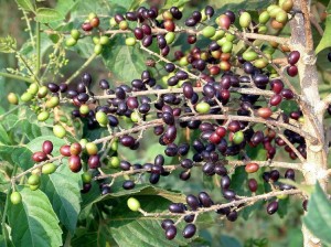 PHÁT HIỆN LOÀI CÂY TRỊ SẸO LỒI