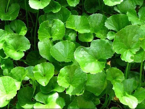 Bí quyết "đánh bay" sẹo lồi bằng rau má